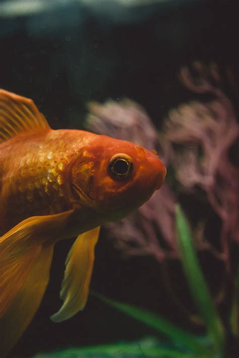 家裡可以養鬥魚嗎|[新手專用] 鬥魚飼養入門